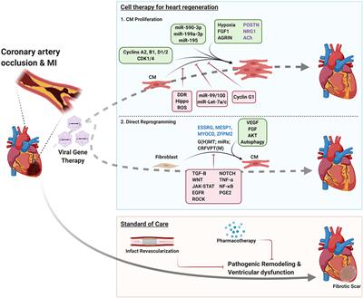 Frontiers | Cardiac Regeneration: New Insights Into The Frontier Of ...